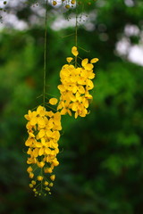 cassia fistula on green natural background