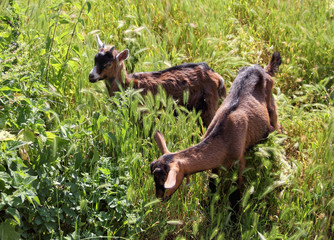 Young two goat kid grazing on sun lit meadow