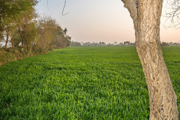 Wall Mural - beautiful sunrise in wheat green field with orange color sky