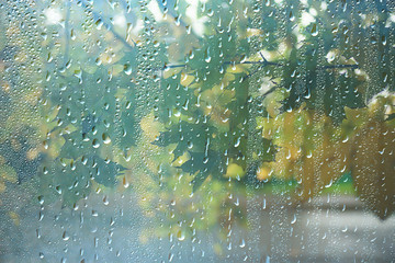 Wall Mural - spring day in the park / view of the spring landscape in the park through the window, raindrops on t