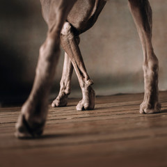 grey dog paws on wooden floor, indoors