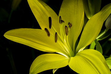 yellow lily flower 