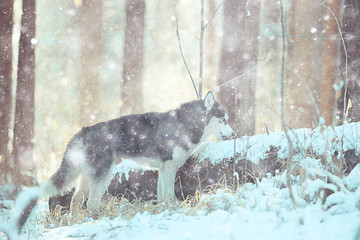 wolf in winter forest, wild northern nature, landscape with animal