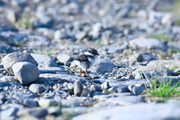 little cute chick / little gull in the wild, beautiful chick in the wild