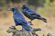 Common Raven On Old Stump.  Corvus Corax