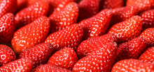 Strawberries Red Background. Fresh Ripe Strawberry Banner Or Panorama Concept.