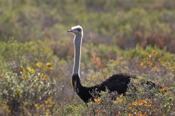 common ostrich, struthio camelus, South Africa