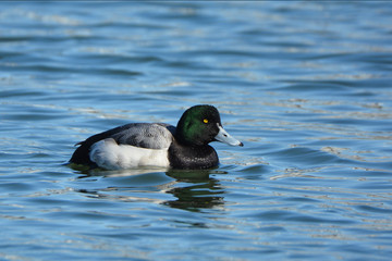 Greater Scaup duck drake