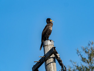 Wall Mural - Japanese cormorant on a utility pole 2