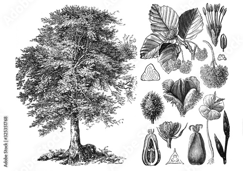 Cuadros en Lienzo Common beeach (Fagus sylvatica) Engraved antique illustration from Brockhaus Kon