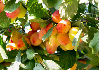 Poster - Plum tree with ripe plum fruit  in an orchard.