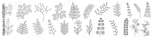 Cuadros en Lienzo Tree branches collection. Vector outline icons.
