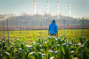 Thai farmers grow corn for export