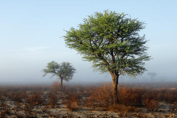 Sticker - Scenic landscape with trees in mist, Kalahari desert, South Africa.