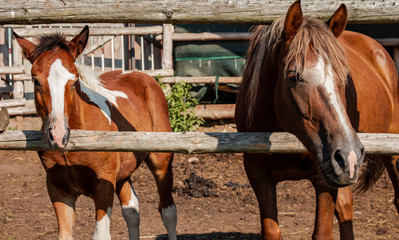 farm horses: brown foal and mare stuck their heads through the fence