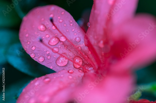 Dew on flowers after rain.