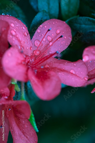 Dew on flowers after rain.