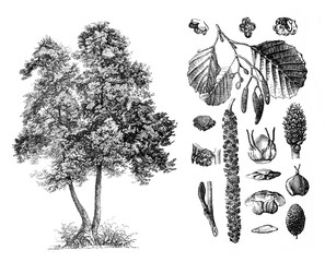 common alder (alnus glutinosa) engraved antique illustration from brockhaus konversations-lexikon 19