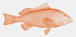Red grouper epinephelus morio, threatened marine fish from the Western Atlantic in side view