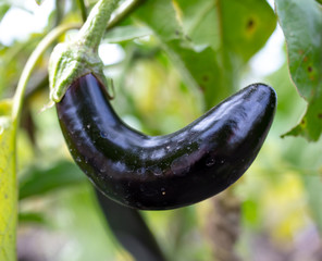 Canvas Print - Eggplant fruit on the nature