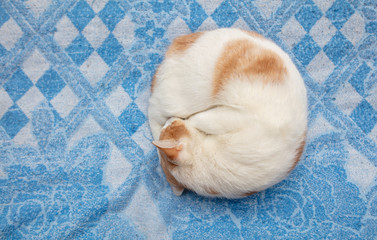 White cat with red spots sleeps