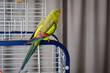 green regent parrot on a branch