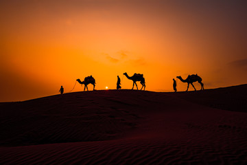 Cameleers, camel Drivers at sunset. Thar desert on sunset Jaisalmer, Rajasthan, India.