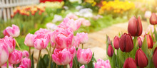 Beautiful Spring Garden Background With Red Tulips And Garden Stone Path. Pink Tulip Flowers On Spring Background