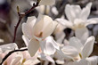 Yulan magnolia - Magnolia heptapeta. It is called 