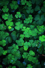 Background From Plant Clover Four Leaf. Irish Traditional Symbol. St.Patrick 's Day.