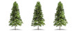 © sukanda - Beautiful Picea abies tree isolated and cutting on a white background with clipping path.