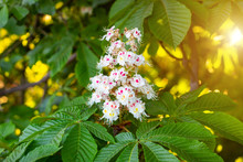 White Horse-chestnut (Conker Tree, Aesculus Hippocastanum) Blossoming Flowers On Branch With Green Leaves Background.