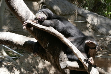 Wall Mural - Borneo sun bear asleep in a tree