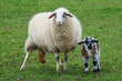 Schafe auf einer Weide im Münsterland