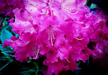 Beautiful Purple Blossom Of Bougainvillea, Magnificent Tropical Ornamental Plant
