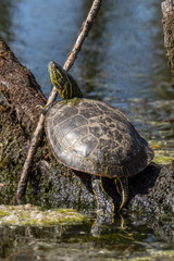 western painted turtle sunning on a log. ridgefield national wildlife refuge, washington.