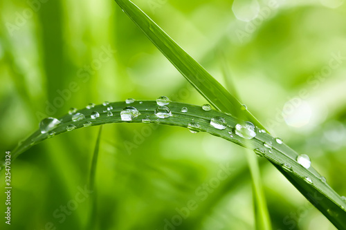 Dekoracja na wymiar  zielona-mokra-trawa-w-kroplach-wody-po-deszczu-swieze-rosliny-letnie-w-sloncu