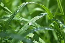 Green Wet Grass In Water Drops After Rain. Fresh Summer Plants In Sunlight.
