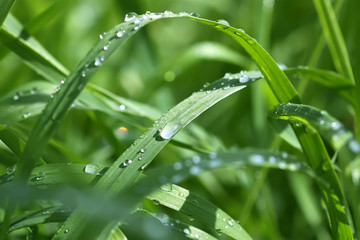 Green wet grass in water drops after rain. Fresh summer plants in sunlight.