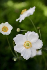 Sticker - Vertical closeup shot of Japanese anemones