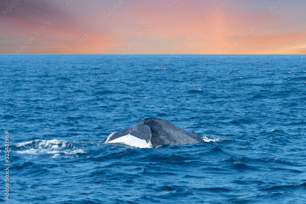 Whale tail diving in the ocean water, Sri Lanka