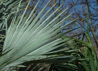 green leaf of a fan palm against the blue sky. Palm leaf as a natural background