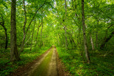 Fototapeta Las - Trail in the woods in beautiful spring landscape. Walking path in the mixed forest.