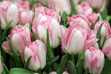  pink tulips in the garden