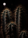Fototapeta Dmuchawce - cactus on black background