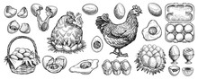 Chicken Eggs And Farm Hen Hand Drawn Vector. Engraved Elements: Nest, Full Basket, Broken, Boiled, Fresh And Other Eggs.