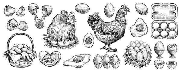 chicken eggs and farm hen hand drawn vector. engraved elements: nest, full basket, broken, boiled, f