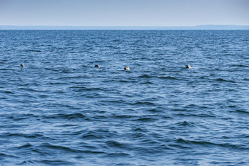 Wall Mural - Gray seals swimming in blue Baltic Sea, Malusi, Estonia, Europe