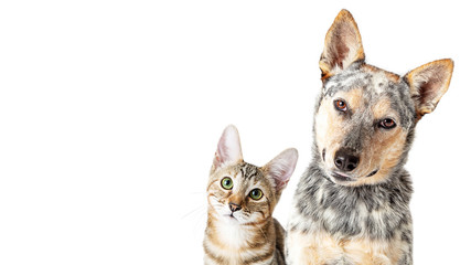 Wall Mural - Cute Cat and Dog Together Tilting Heads Web Banner