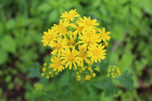 Cluster Of Butterweed Blooms At Midewin National Tallgrass Prairie In Wilmington, Illinois